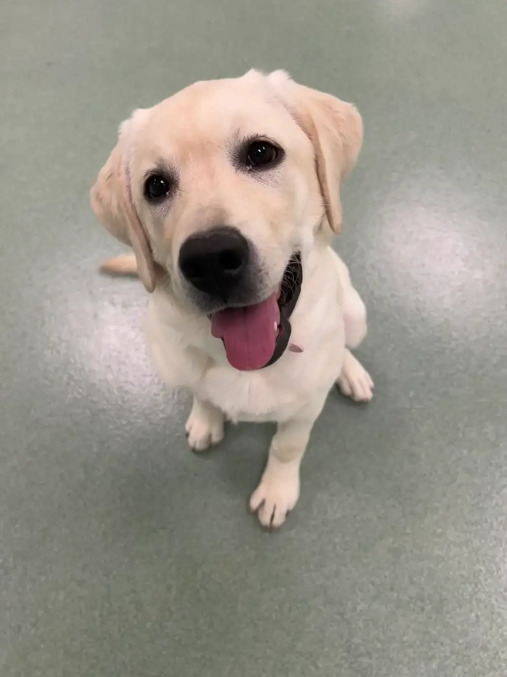 Essential obedience training