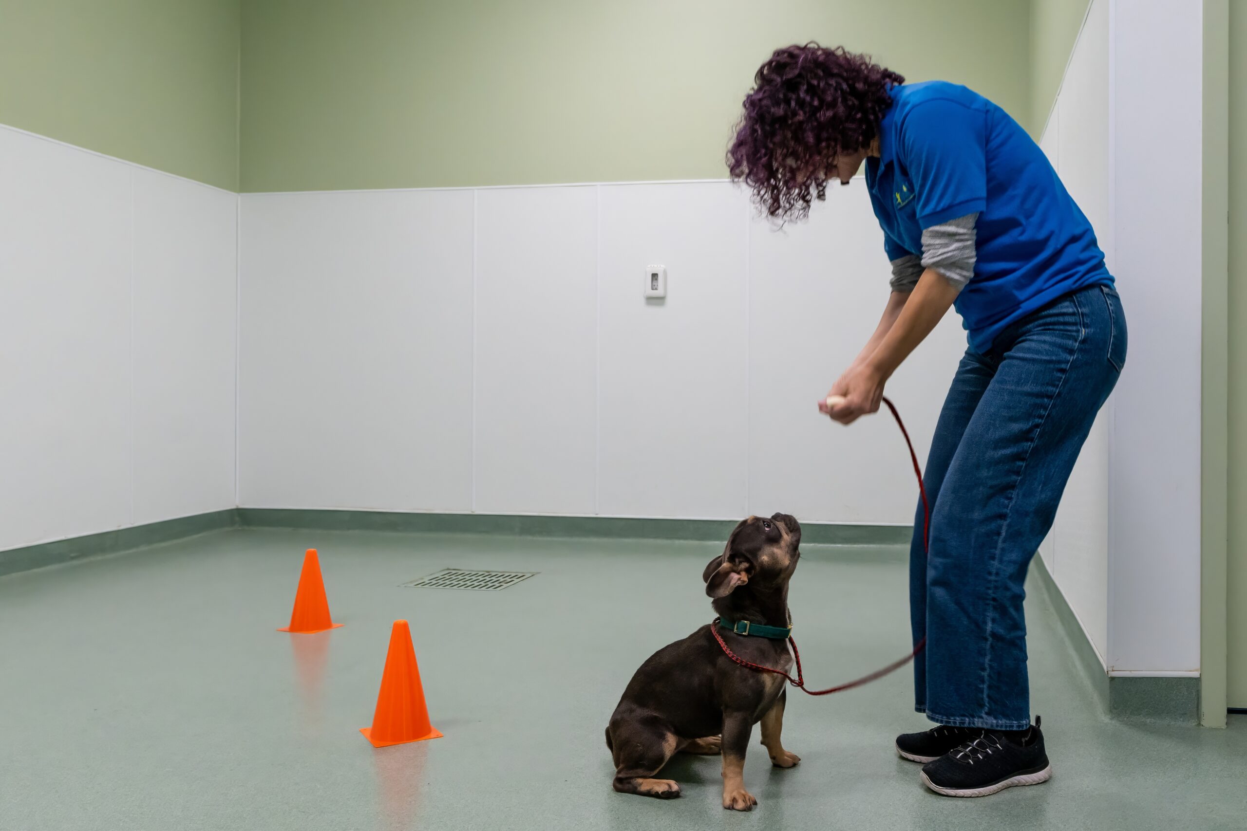 Paws & Play Pet Resort