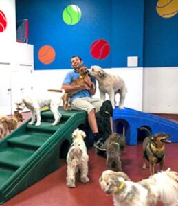 Dogs play with a caretaker during indoor-luxury-daycare time.