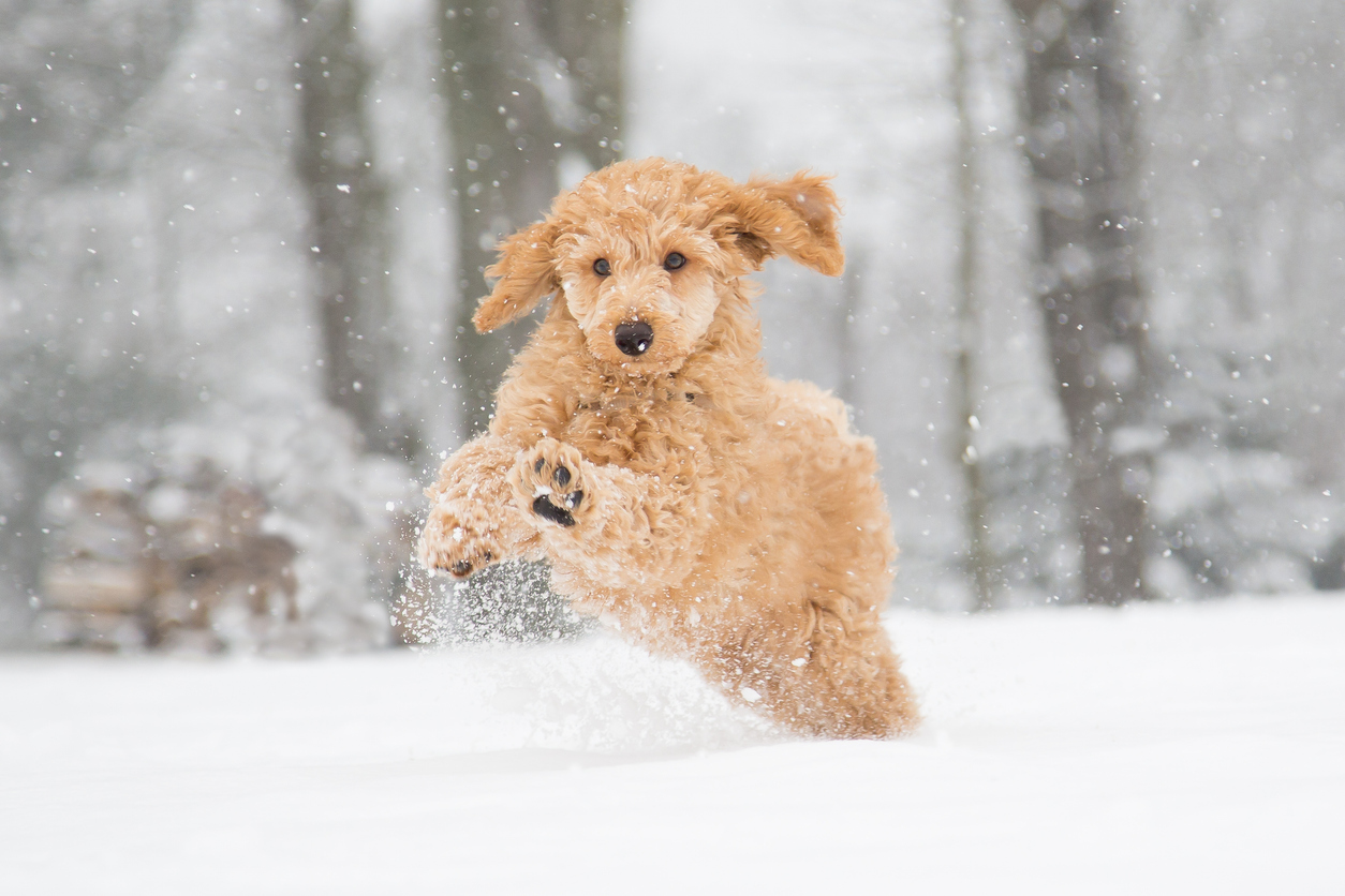 A poodle leaps through the snow for the winter-safety-tips-for-your-pet blog.