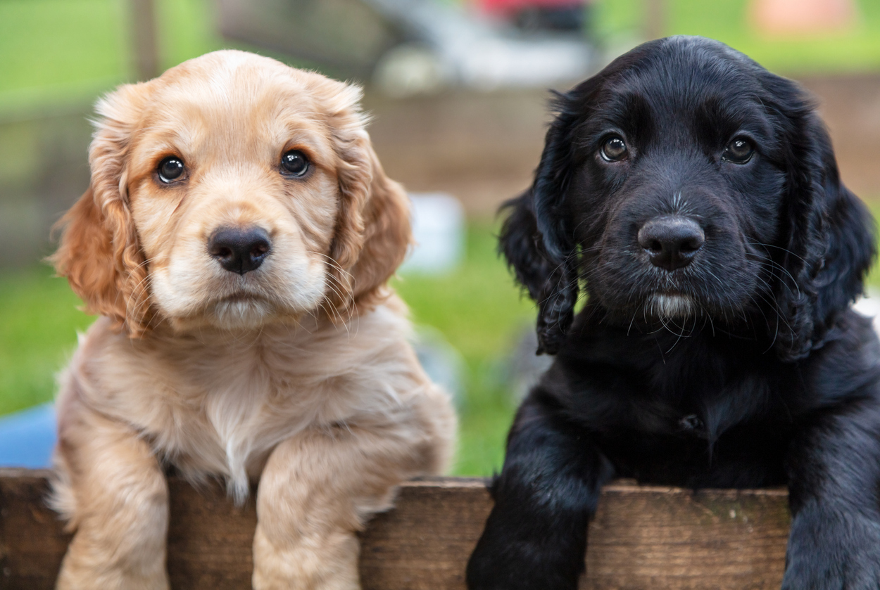 A black and a brown puppy lean together on a wooden fence for the early-socialization-in-dog-daycare blog.