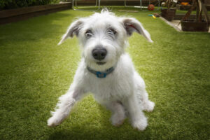 A white Jackapoo puppy - a cross between a Jack Russell and a poodle - launches for take off in a green yard for Westchester-pet-parents blog.