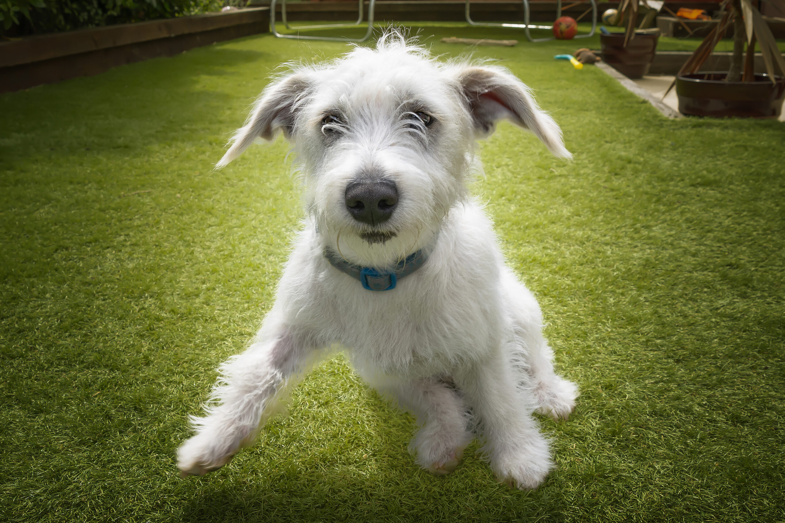 A white Jackapoo puppy - a cross between a Jack Russell and a poodle - launches for take off in a green yard for Westchester-pet-parents blog.