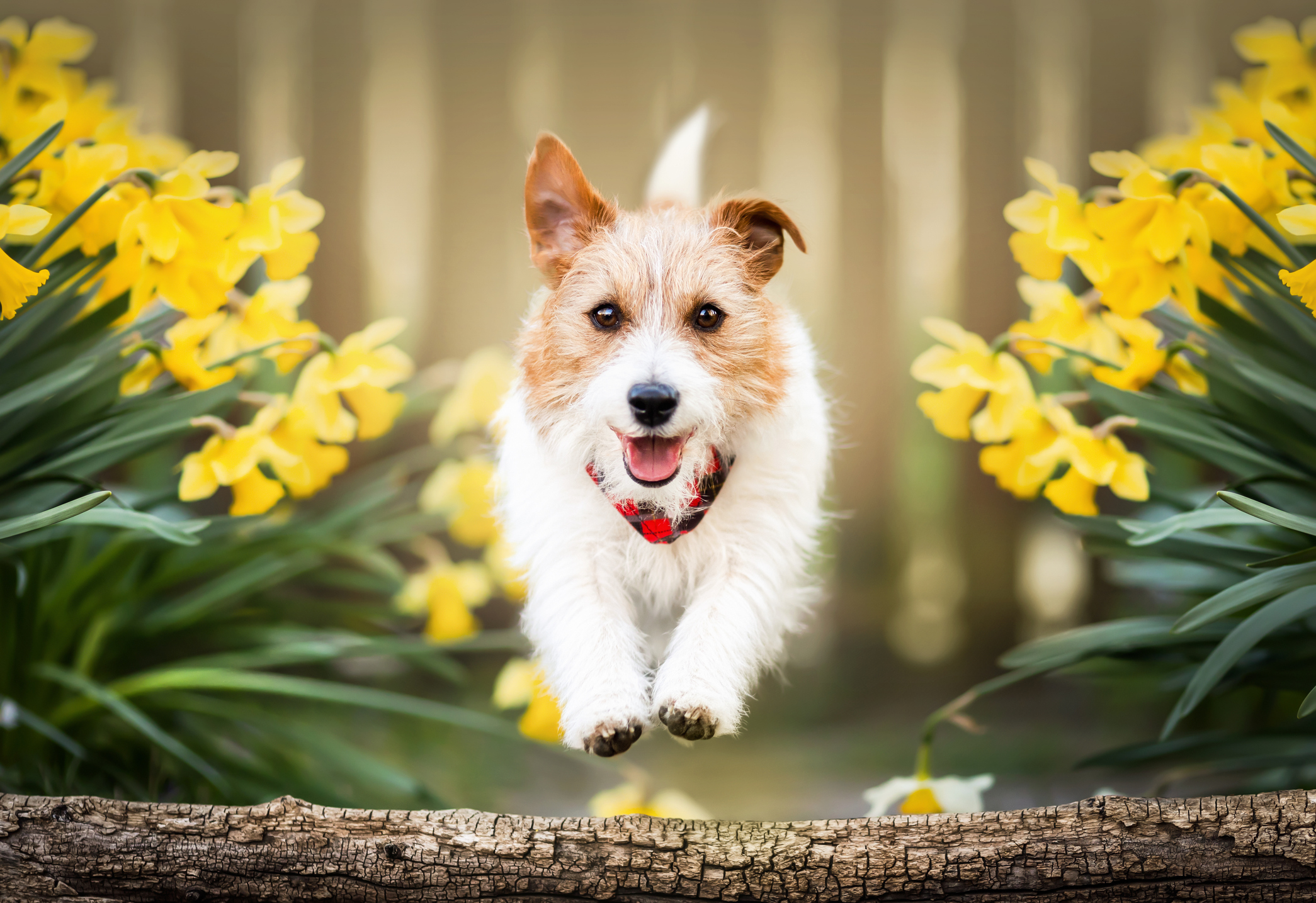 A playful dog runs between spring flowers for refresh-your-dogs-routine blog.
