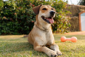 A caramel mixed breed dog lies on the grass waiting for kids to come home for back-to-school season for pets blog.