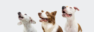 Three different dogs stare up at a off-camera trainer for group-vs-private-dog-training blog.