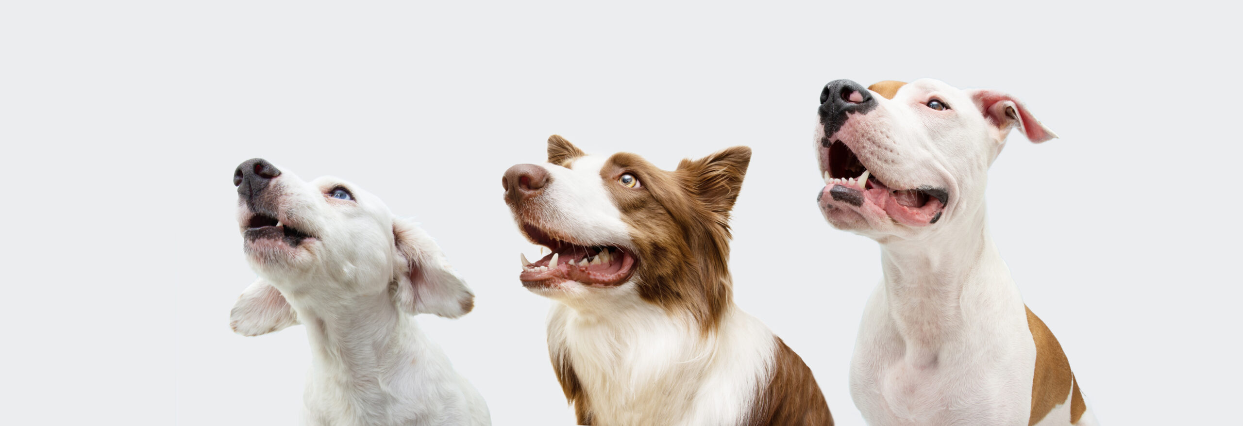 Three different dogs stare up at a off-camera trainer for group-vs-private-dog-training blog.