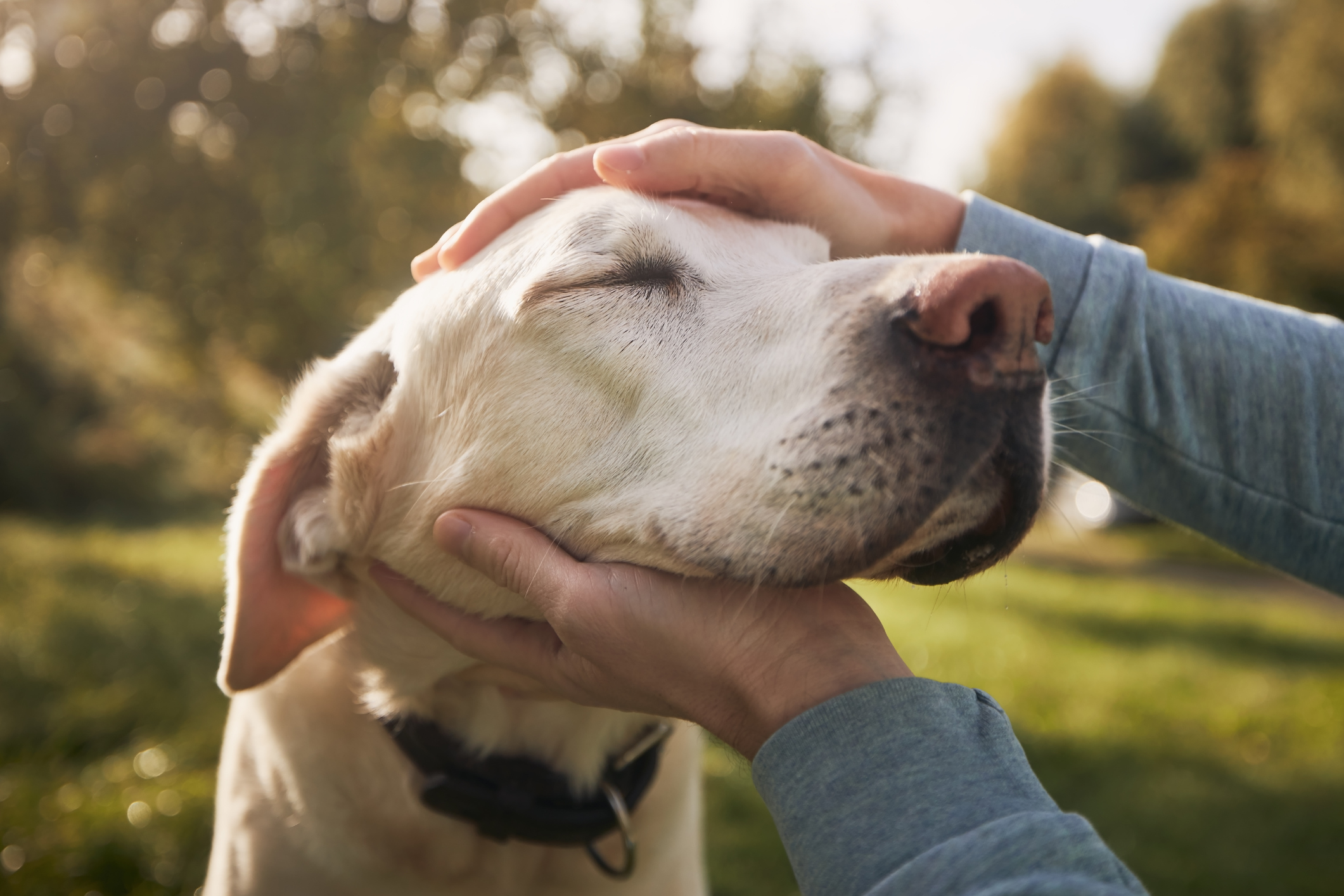 A man strokes a Labrador Retriever's face, enjoying a sunny day for dog-boarding-vs-pet-sitters-in-westchester blog.