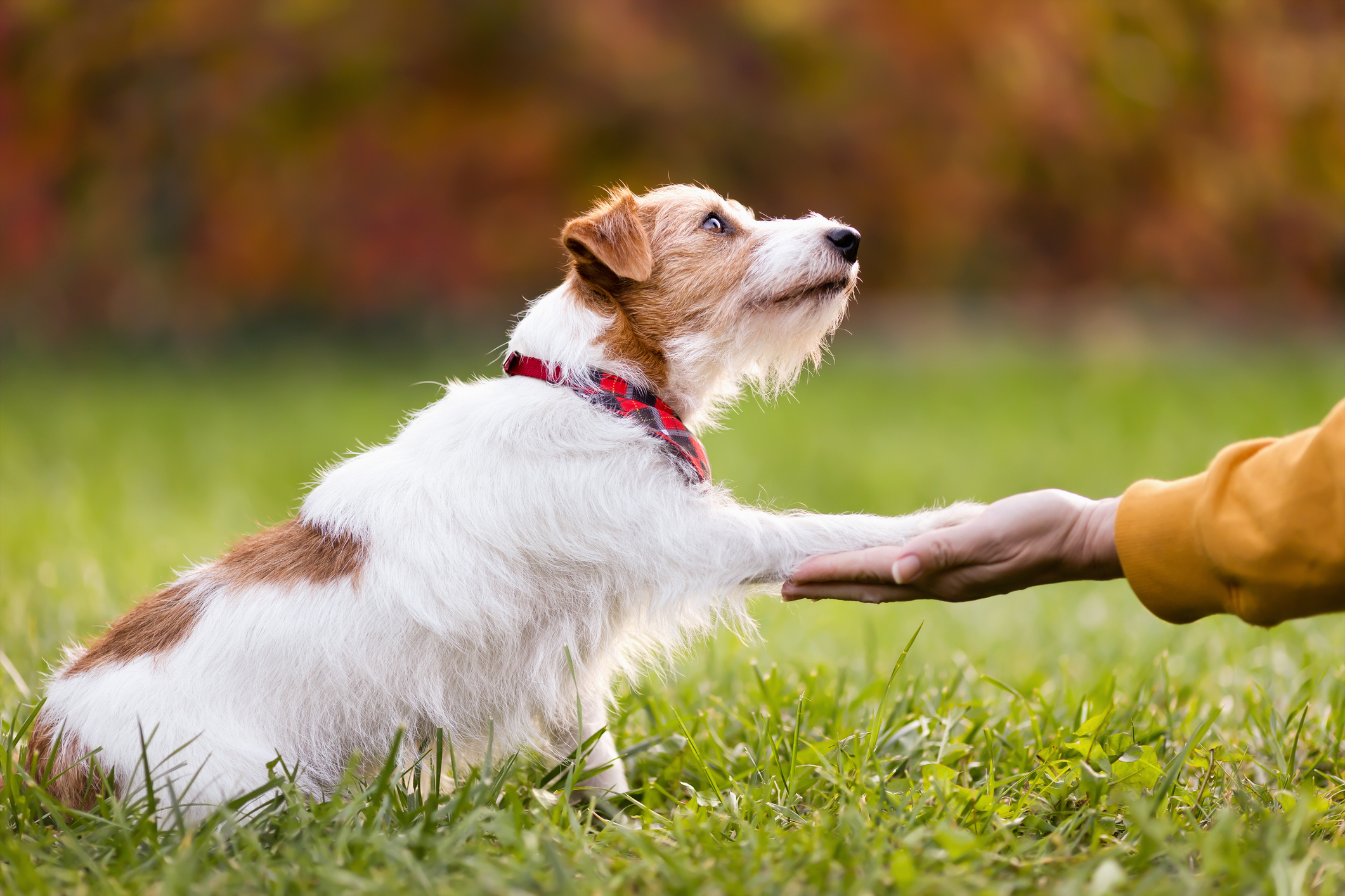 A cute brown and white terrier offers her paw to her trainer for puppy-training-and-socialization blog.